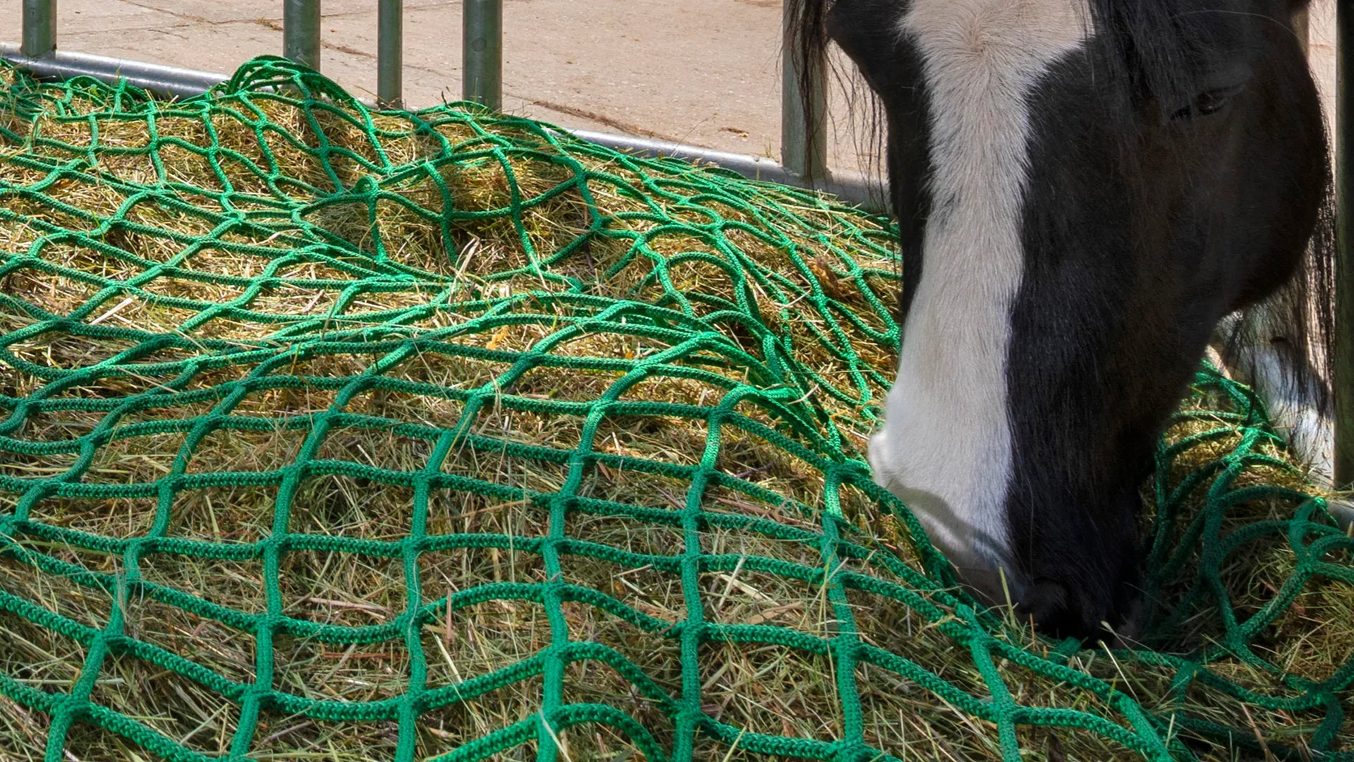 Unser Thema ist das Pferd als Dauerfresser